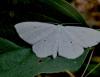 Scopula immutata